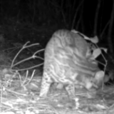 视频|湖南湘乡：首次发现国家二级保护动物豹猫活动踪迹