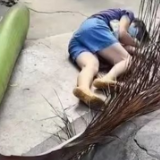 是真的！有人被树叶砸进了医院……