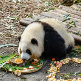 大熊猫龙凤胎姐弟“和花”“和叶”生日会