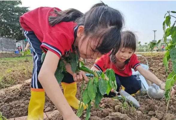 今年秋季学期起劳动课正式成为一门独立课程，到底怎么上？