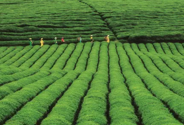 《湖南省茶产业发展促进条例》获表决通过 自2022年12月1日起施行