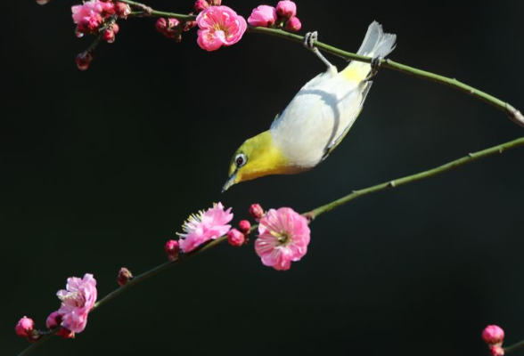组图丨衡阳：鸟语花香迎春来