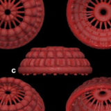 远古发现！这是一块5亿多年前的肌肉