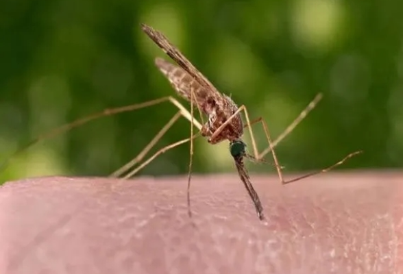 看见“越冬蚊”别犹豫，灭杀一只减少千只“蚊二代”