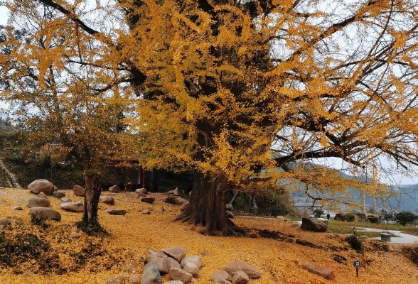 湖湘地理丨湖南最权威银杏观赏指南