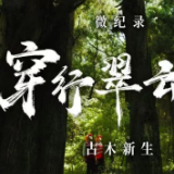 穿行翠云廊丨古木新生