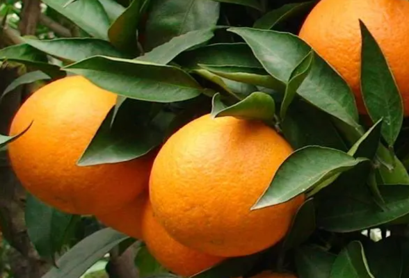 “菜篮子”周报丨叶菜价格下降明显 湖南柑橘大量上市