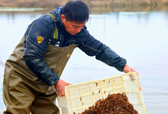 乡村振兴在行动丨长沙：水上荷稻水下虾 科技助农立体化