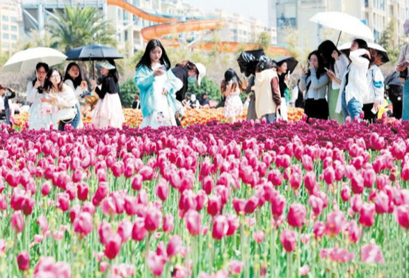 踏春赏花，野外露营……长沙的春天有N种打开方式！