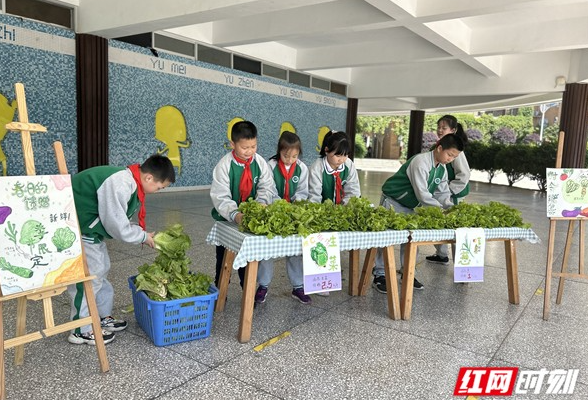 长沙泰禹小学学生劳动节前收获自种蔬菜 老师上演现场砍价