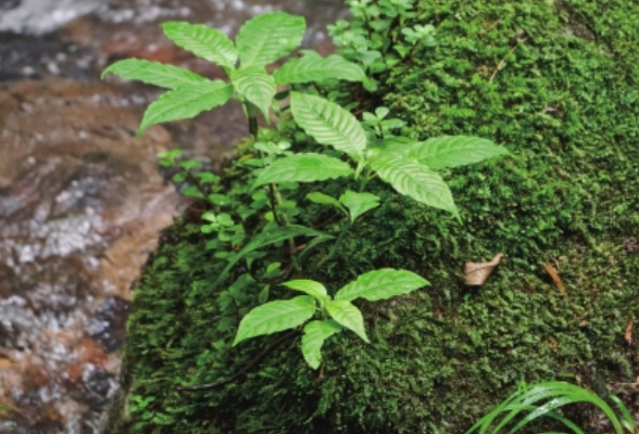 湖湘地理丨神农谷为何成为珍稀植物的“隐居之地”