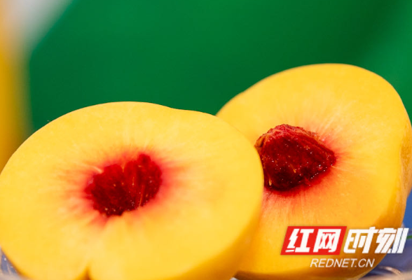 快讯丨大丰收！今年9.6万亩炎陵黄桃预计产量8.5万吨