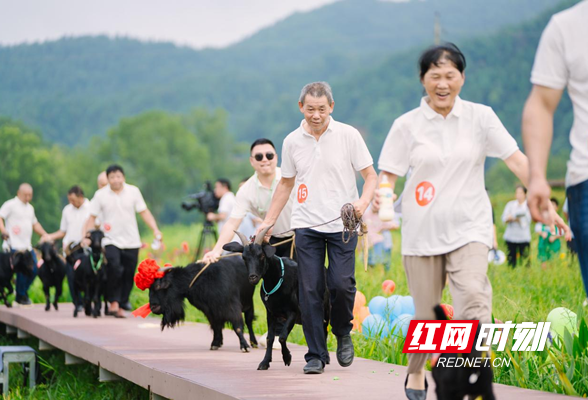 浏阳市高坪镇黑山羊 奔跑在乡村振兴的路上