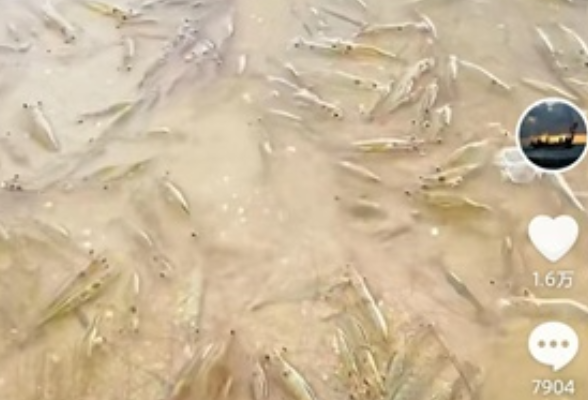 “广东一海滩涌现大量海虾”系谣言，原视频作者：盗窃搬运，不要相信