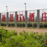 江山如画丨视频:“葡萄酒+文旅” 释放银川文旅新业态