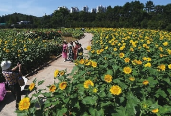 又是一年好“丰”景，未来三天湖南天气晴好