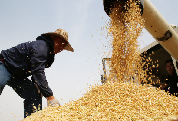 目标完成！今年湖南粮食总产量615.6亿斤