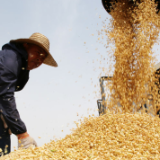 目标完成！今年湖南粮食总产量615.6亿斤