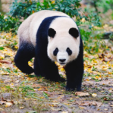 启程!大熊猫“星秋”“怡兰”从都江堰出发前往澳大利亚