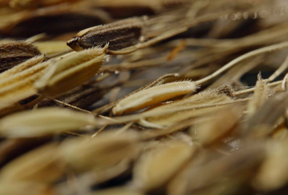 文化中国行｜《湖湘一万年》第一集《稻作之源》播出——湖湘大地上，有条万年“稻”路