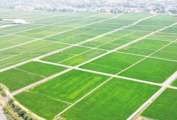 长沙16.29万亩高标准农田建设项目进入扫尾阶段，月内将全面完工