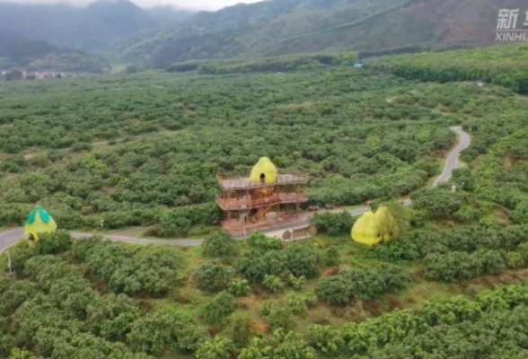 湖南江永：柚花飘香 果农人工授粉忙