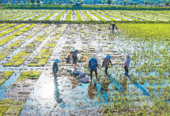 播种面积、总产量均居全国第一 湖南做好水稻大文章