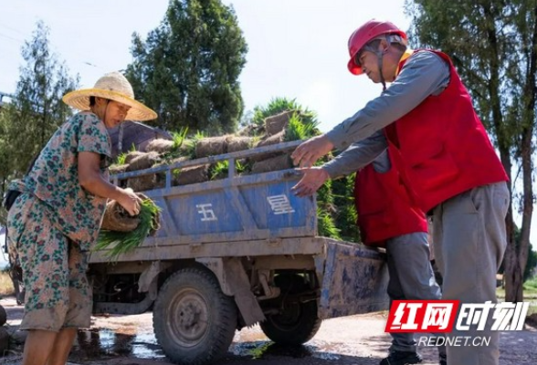 电力助双抢 不误好农时丨湖南满电护航稻谷飘香好“丰”景