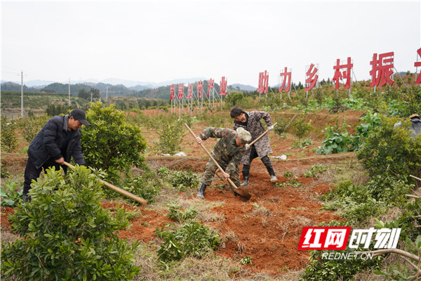 怀化靖州：杨梅树下种玉竹 开辟新的致富路.jpg