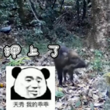 视频 | 朱广权调侃“野猪与白鹇共享晚餐”