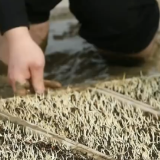 不误农时不误春 农业补贴“大礼包” 激发种植早稻积极性