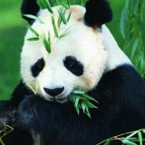 缺粮！只吃鲜竹 旅加大熊猫将提前归国