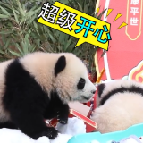 视频丨可可爱爱 国宝幼崽拜年现场太萌了