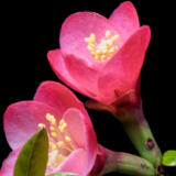 视频丨春花绽放的瞬间有多美