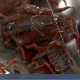 长沙：小龙虾壳“变废为宝” 可用于道路施工