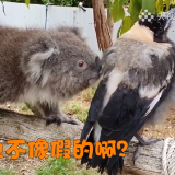 视频 | 兄弟醒醒？当考拉君遇上“霸道鸟”进退两难