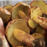 视频 | 云南：陌生菌类谨慎食用