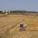 良种良法良技配套 江西夯实稳产增产基础