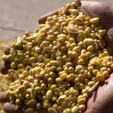 江苏连云港近2万亩玉米大豆带状复合种植喜获丰收