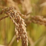 新华全媒+丨天津：科技助力水稻品质与产量双提升