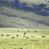 用科技为祁连山撑起生态“保护伞”