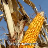 新华全媒+｜山西：大豆玉米收割忙 种植户算起增收账