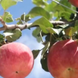 中国各地加速推进秋收 丰收画卷让村民们喜上眉梢