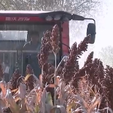 金秋沃野绘就丰收画卷 多措并举做好“三秋”生产