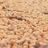 处处好“丰”景 呼伦贝尔1300余万亩大豆喜获丰收