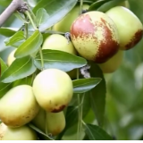 脆甜冬枣迎丰收 提质升级走向国际市场