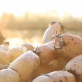 采煤沉陷区迎来新生机 河南永城万亩莲藕喜获丰收