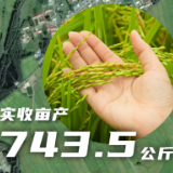 数说丰收 | 743.5公斤！内蒙古水稻单产纪录刷新