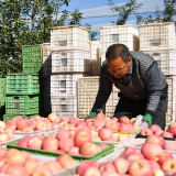 沿着总书记的足迹·新闻多一点丨延安苹果让老乡们生活越来越红火