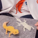 科普数百种昆虫!这个12岁男孩实力圈粉